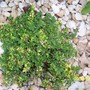 Thyme 'Doone Valley' (Thymus 'Doone Valley')