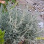 Cotton lavender (Santolina chamaecyparissus (Cotton lavender))