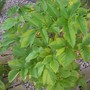 Angelica (Angelica archangelica (Angelica))