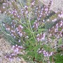 Green Sage (Salvia officinalis (Common sage))