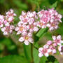 Spiraea_japonica_blooms_pink_first_6-09-08_moved_med