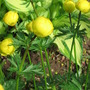 Trollius europaeus
