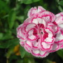 Dianthus_1