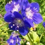 Phacelia