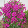 Bougainvillea