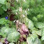 Saxifraga stolonifera