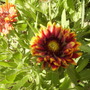 Gaillardia [Blanket Flower] Close Up 06.08 (Gaillardia aristata)