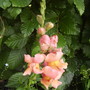 Antirrhinum [Snap-Dragon] 06.08 (Antirrhinum major)