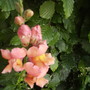 Antirrhinum [Snap-Dragon] 06.08 (Antirrhinum major)