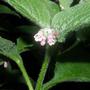 comfrey (Symphytum)