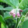 comfrey (Symphytum)