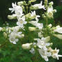 Penstemon digitalis