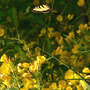 Oenothera fruticosa