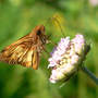 Scabiosa columbaria