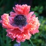 Papaver orientale