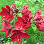 Red Amaryllis (Amaryllis)