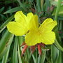Oenothera_fruticosa__fyrverken_