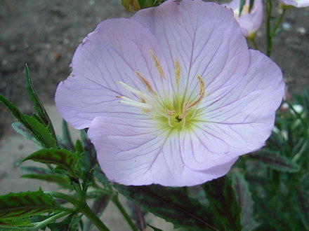 Oenothera 'Twilight' (Oenothera 'Twilight')