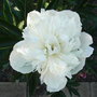 Paeonia__duchesse_de_nemours_