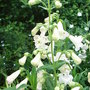 Penstemon_-_4