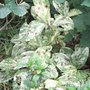 Persicaria__painter_s_palette_