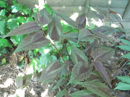 Persicaria 'Red Dragon' (Persicaria 'Red Dragon')