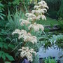 Rodgersia_sambucifolia
