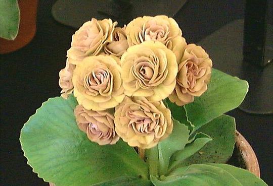 A garden flower photo