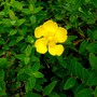 Hypericum calycinum (Rose of Sharon)