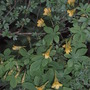 Tropaeolum ciliatum