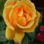 P6130046