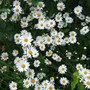 Leucanthemum vulgare