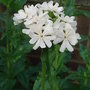 Lychnis chalcedonica 'Alba' (Lychnis chalcedonica)