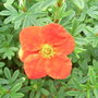 Potentilla__marions_red_robin_