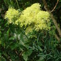 Thalictrum flavum