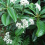 Valeriana_officinalis