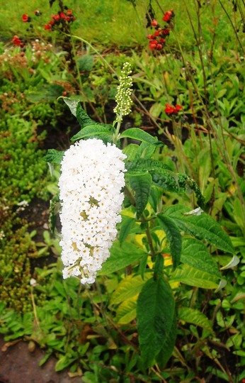 buddleja (Buddleja davidii (Butterfly bush))