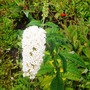 buddleja (Buddleja davidii (Butterfly bush))