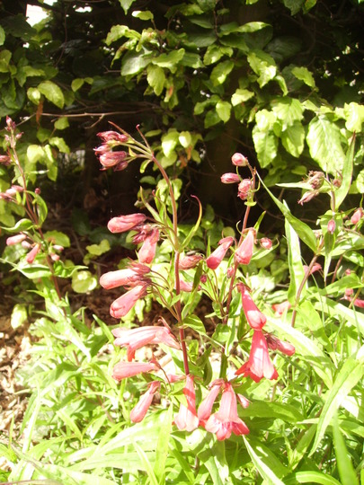 Penstemon 06.08 (Penstemon)