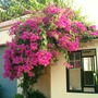 Hanging_gardens3