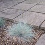 Festuca_glauca__elijah_blue__2