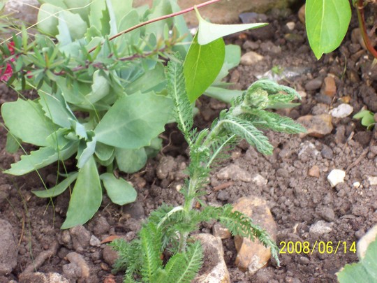 Achillea_2.jpg (Achillea ageratum (Yarrow))