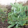 Sedum