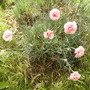 Unidentified Dianthus [Pink} again 06.08 (Dianthus allwoodii)
