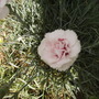 A Different Unidentified Dianthus Close Up 06.08 (Dianthus allwoodii)