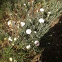 2nd Unidentified Dianthus again 06.08 (Dianthus allwoodii)