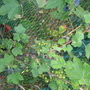 Blackcurrents may 2008