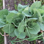 Cabbages may 2008