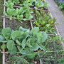 Veg Plot 1