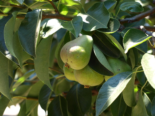 pear